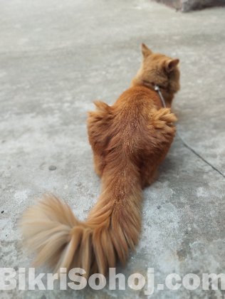 Persian Female Cat for Sale – Rangpur.